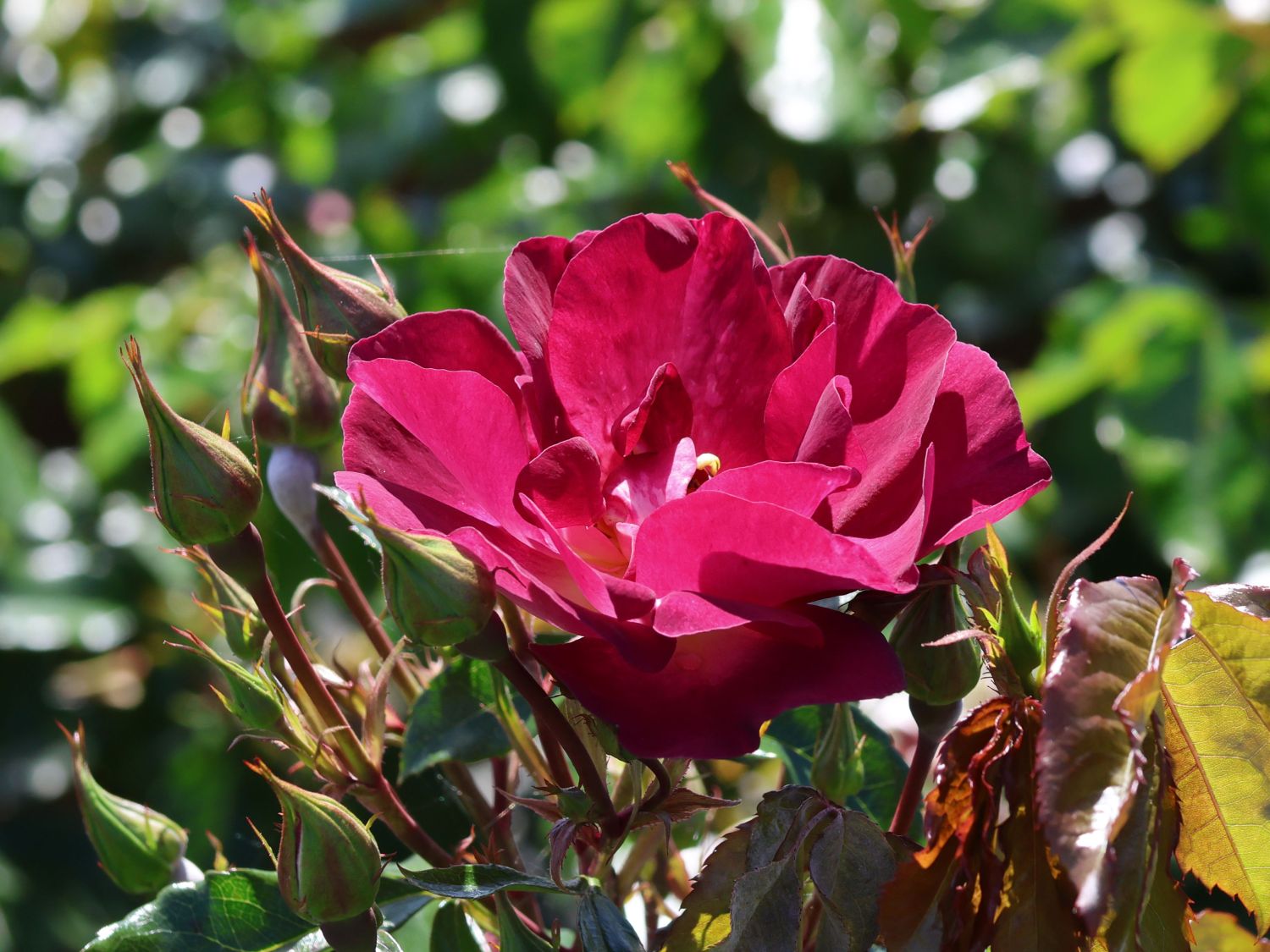 Strauchrose 'Ile de Fleurs' - Rosa 'Ile de Fleurs' ADR-Rose
