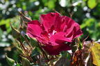 Strauchrose 'Ile de Fleurs' - Rosa 'Ile de Fleurs' ADR-Rose