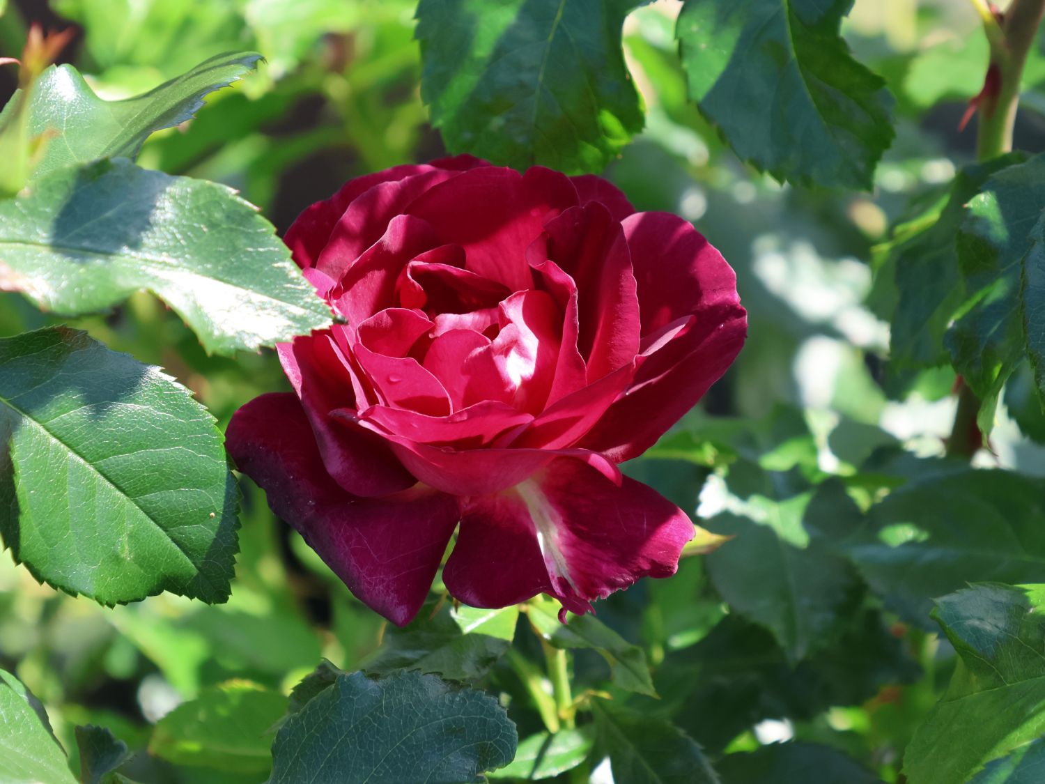 Strauchrose 'Ile de Fleurs' - Rosa 'Ile de Fleurs' ADR-Rose