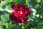 Strauchrose 'Ile de Fleurs' - Rosa 'Ile de Fleurs' ADR-Rose