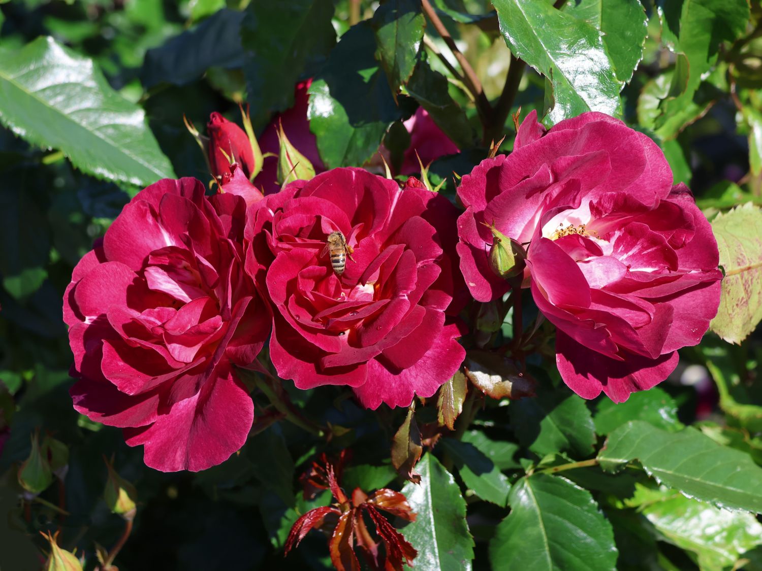 Strauchrose 'Ile de Fleurs' - Rosa 'Ile de Fleurs' ADR-Rose