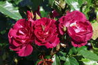 Strauchrose 'Ile de Fleurs' - Rosa 'Ile de Fleurs' ADR-Rose