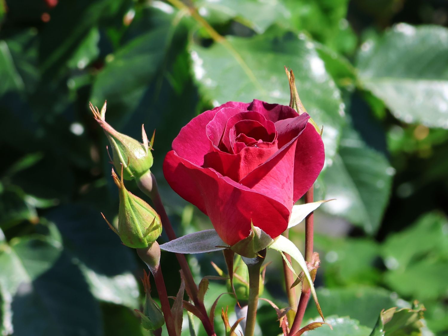 Strauchrose 'Ile de Fleurs' - Rosa 'Ile de Fleurs' ADR-Rose