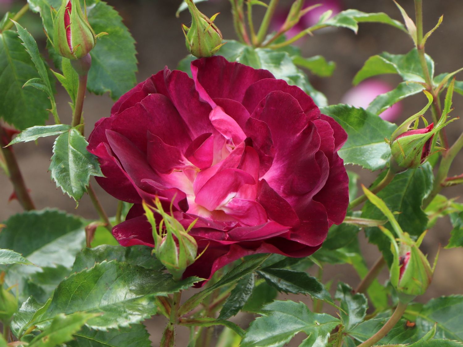 Strauchrose 'Ile de Fleurs' - Rosa 'Ile de Fleurs' ADR-Rose