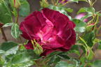 Strauchrose 'Ile de Fleurs' - Rosa 'Ile de Fleurs' ADR-Rose