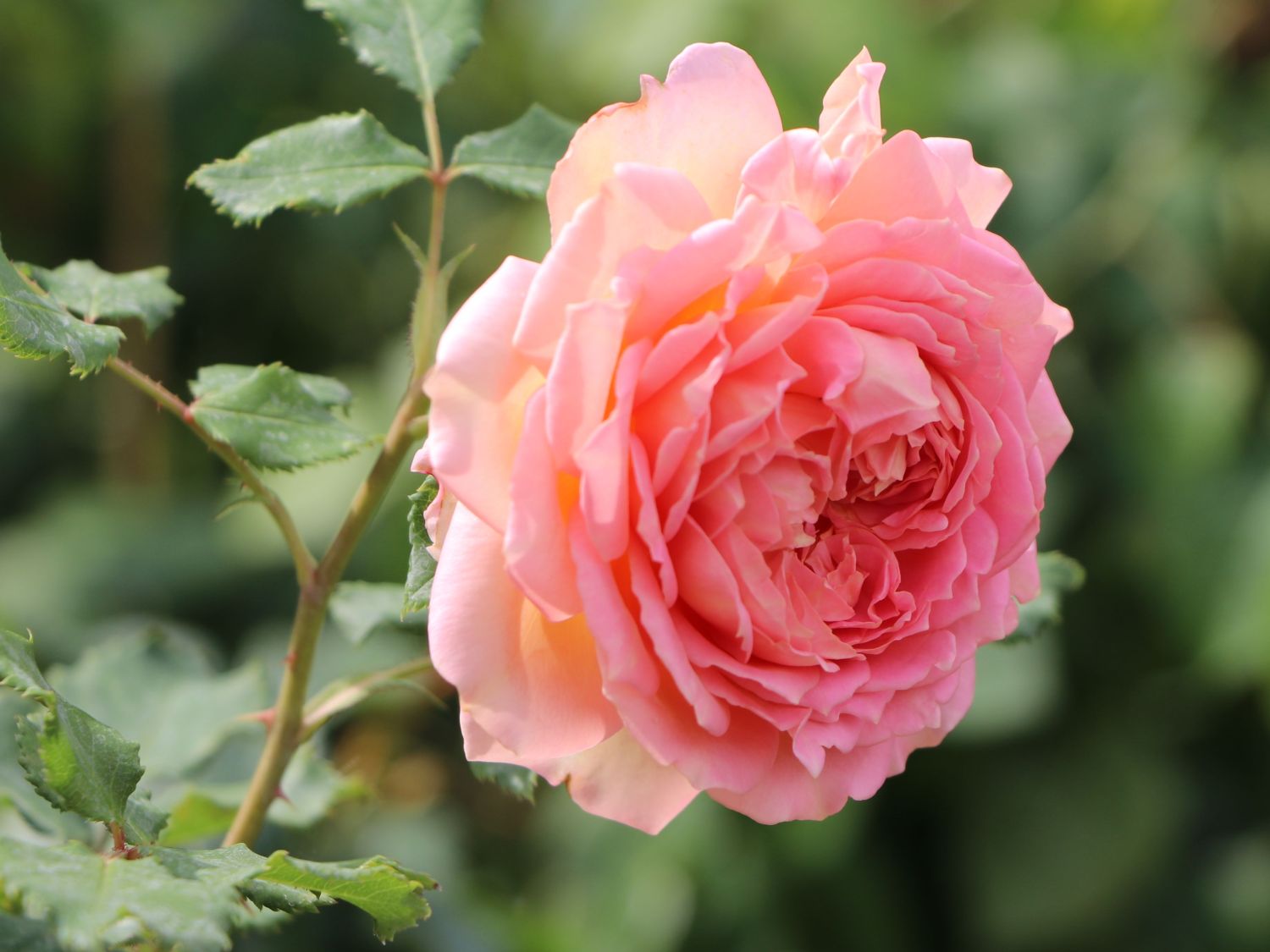 Strauchrose 'Jubilee Celebration'  ® - Rosa 'Jubilee Celebration' ®