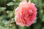 Strauchrose 'Jubilee Celebration' ® - Rosa 'Jubilee Celebration' ®