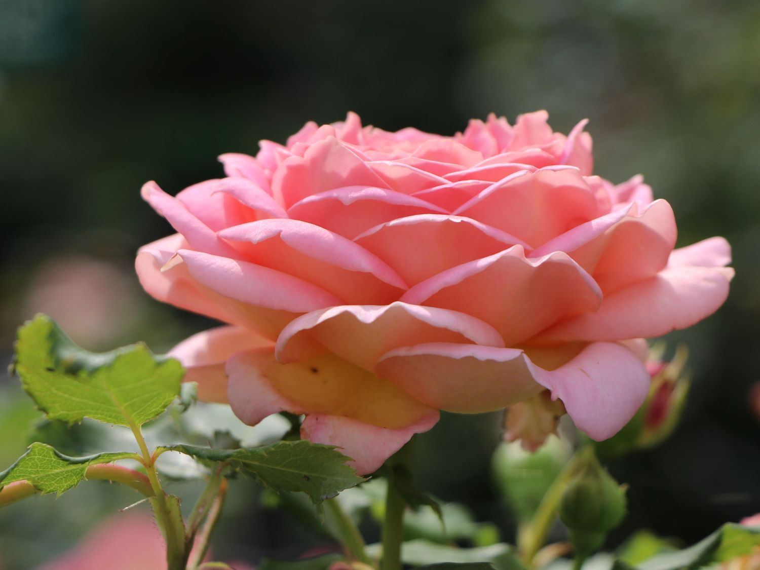 Strauchrose 'Jubilee Celebration'  ® - Rosa 'Jubilee Celebration' ®