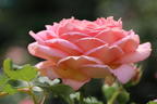 Strauchrose 'Jubilee Celebration' ® - Rosa 'Jubilee Celebration' ®