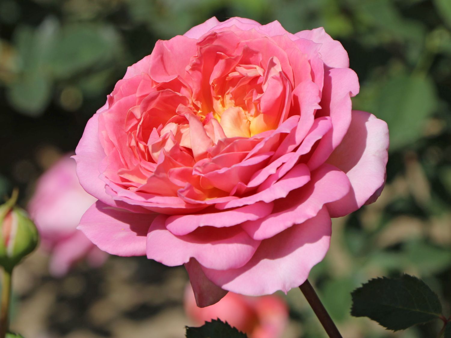 Strauchrose 'Jubilee Celebration'  ® - Rosa 'Jubilee Celebration' ®