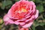 Strauchrose 'Jubilee Celebration' ® - Rosa 'Jubilee Celebration' ®