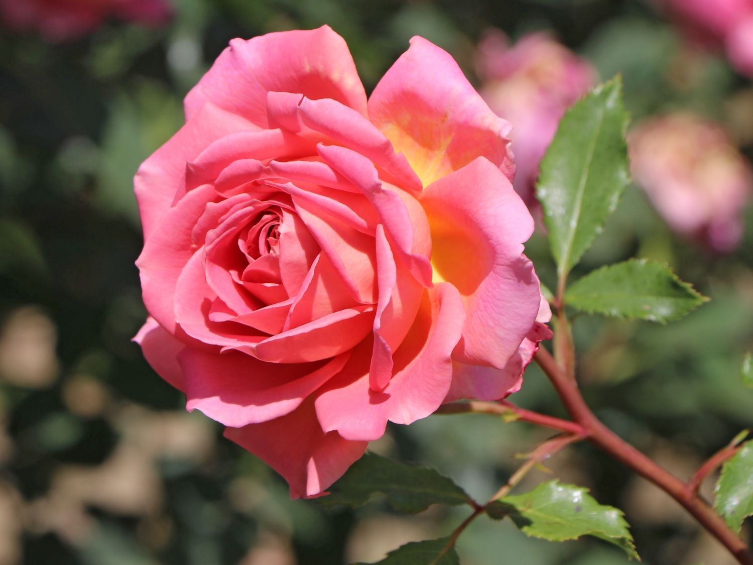 Strauchrose 'Jubilee Celebration'  ® - Rosa 'Jubilee Celebration' ®