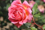 Strauchrose 'Jubilee Celebration' ® - Rosa 'Jubilee Celebration' ®
