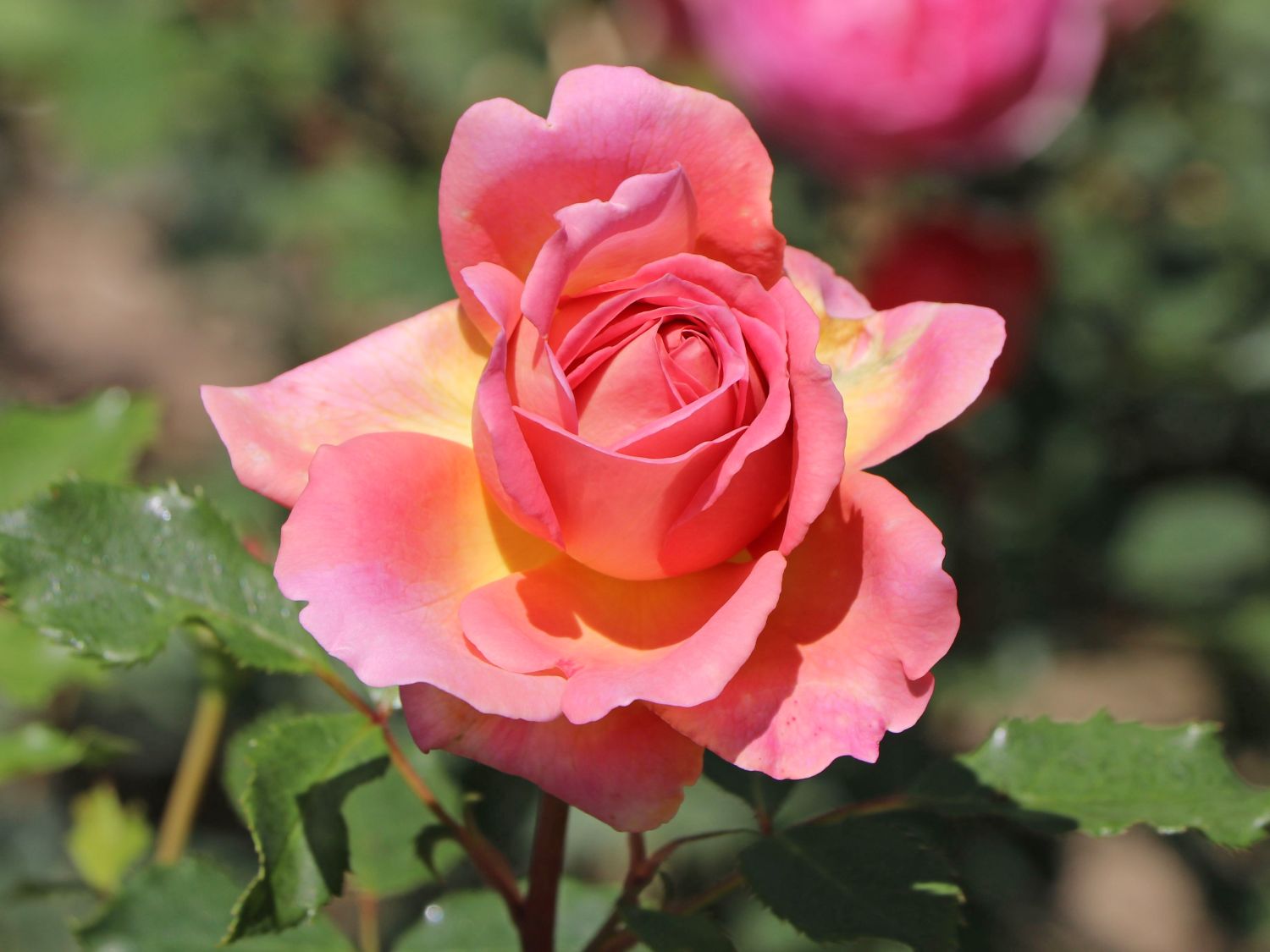 Strauchrose 'Jubilee Celebration'  ® - Rosa 'Jubilee Celebration' ®