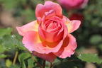 Strauchrose 'Jubilee Celebration' ® - Rosa 'Jubilee Celebration' ®