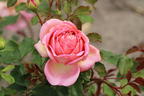 Strauchrose 'Jubilee Celebration' ® - Rosa 'Jubilee Celebration' ®
