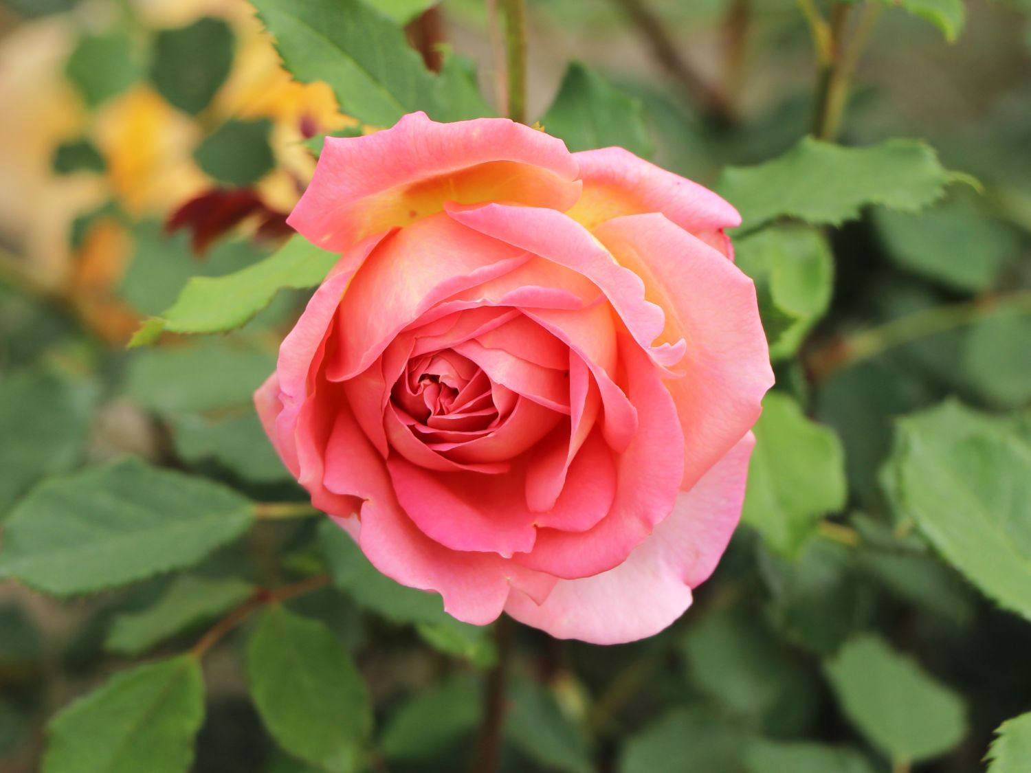 Strauchrose 'Jubilee Celebration'  ® - Rosa 'Jubilee Celebration' ®