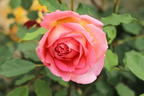 Strauchrose 'Jubilee Celebration' ® - Rosa 'Jubilee Celebration' ®