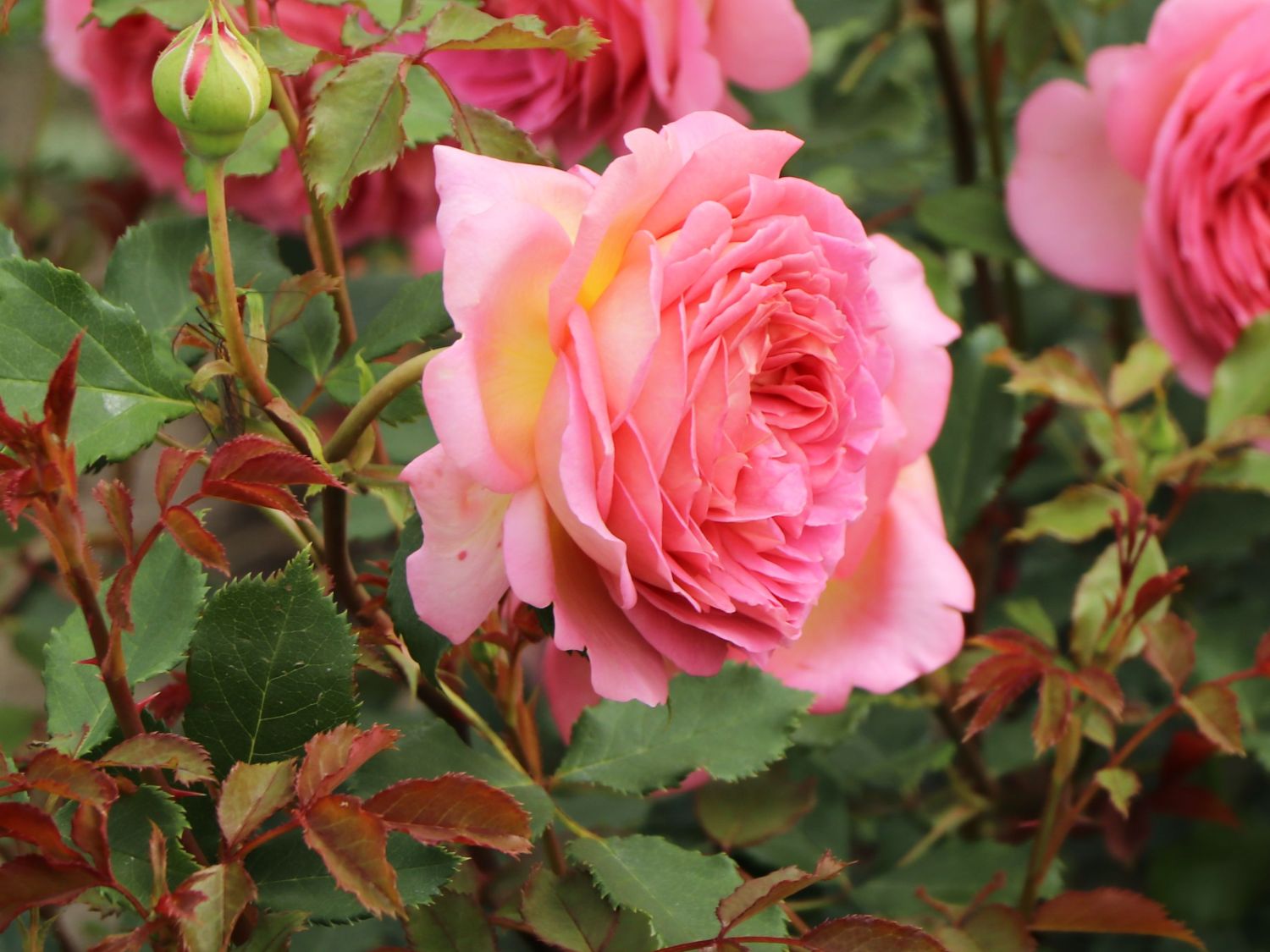 Strauchrose 'Jubilee Celebration'  ® - Rosa 'Jubilee Celebration' ®
