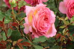 Strauchrose 'Jubilee Celebration' ® - Rosa 'Jubilee Celebration' ®