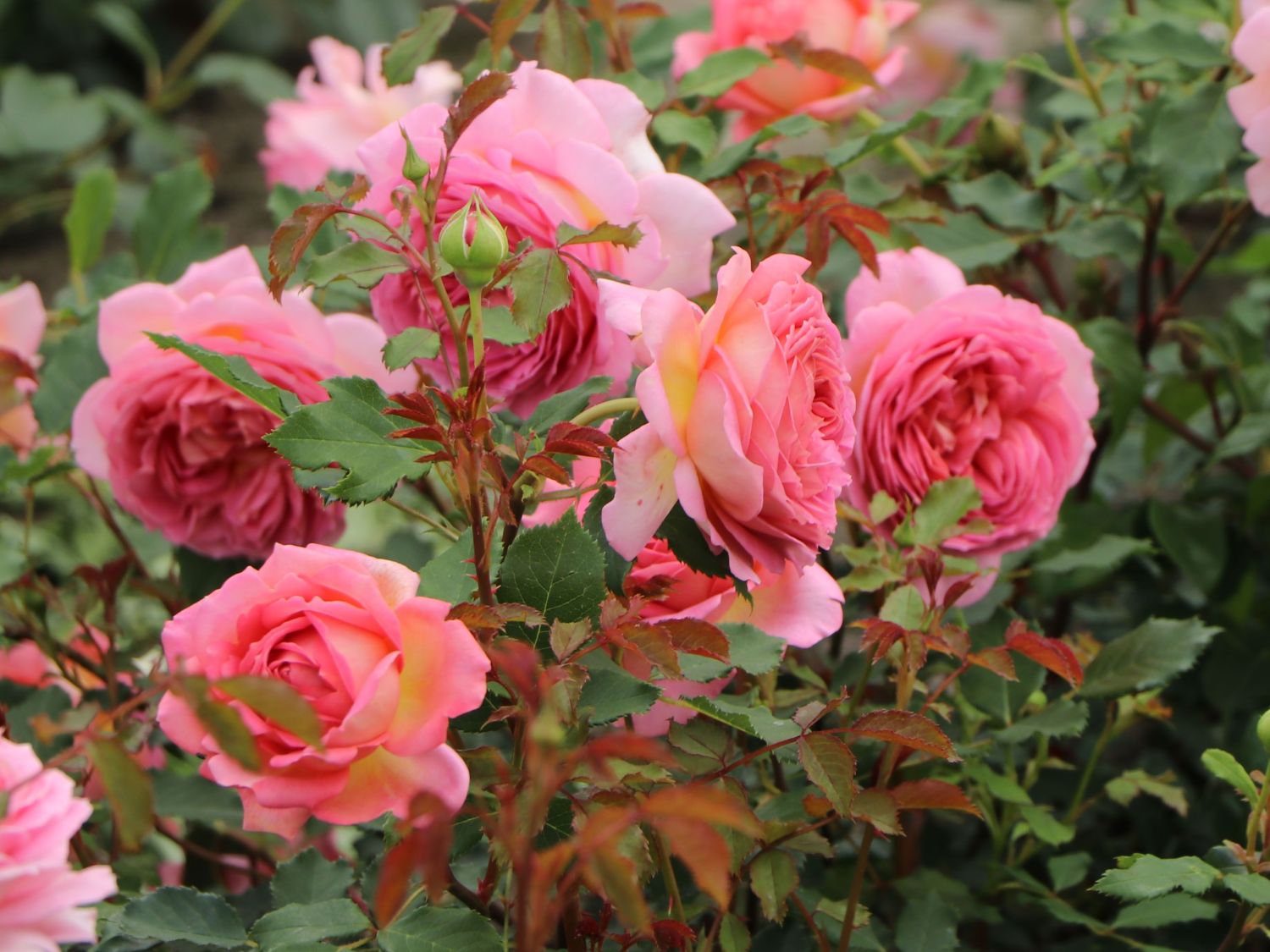 Strauchrose 'Jubilee Celebration'  ® - Rosa 'Jubilee Celebration' ®