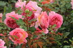 Strauchrose 'Jubilee Celebration' ® - Rosa 'Jubilee Celebration' ®