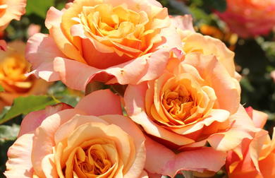 Orange Rosen - Energie und Eleganz für den Garten