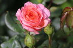 Strauchrose 'Lambada' ® - Rosa 'Lambada' ®