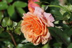 Strauchrose 'Lambada' ® - Rosa 'Lambada' ®