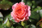 Strauchrose 'Lambada' ® - Rosa 'Lambada' ®