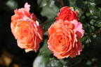 Strauchrose 'Lambada' ® - Rosa 'Lambada' ®