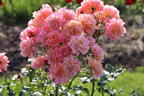 Strauchrose 'Lambada' ® - Rosa 'Lambada' ®