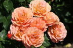 Strauchrose 'Lambada' ® - Rosa 'Lambada' ®