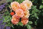 Strauchrose 'Lambada' ® - Rosa 'Lambada' ®