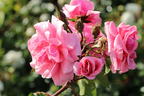 Strauchrose 'Lancelot' ® - Rosa 'Lancelot' ®