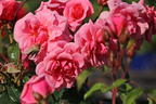 Strauchrose 'Lancelot' ® - Rosa 'Lancelot' ®