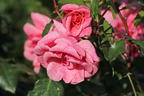 Strauchrose 'Lancelot' ® - Rosa 'Lancelot' ®