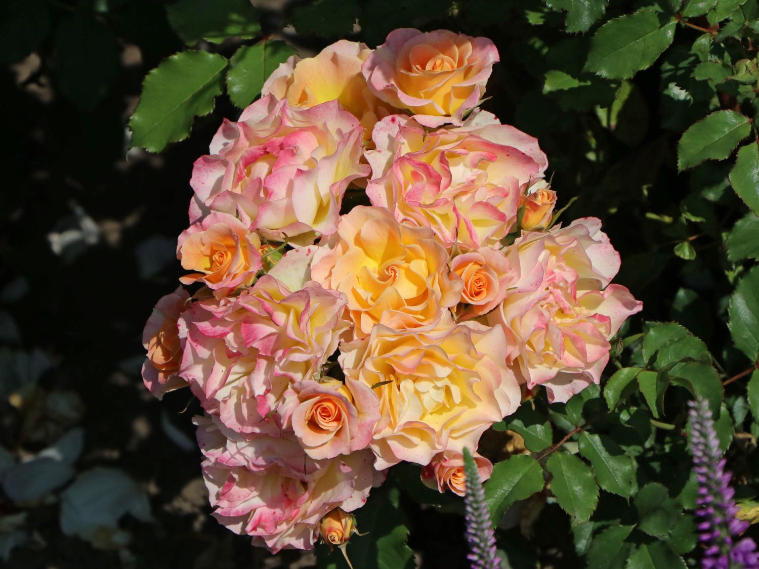 Strauchrose 'LandLust' ®