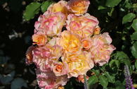 Strauchrose 'LandLust' ®