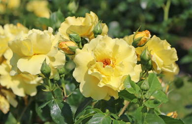 ADR-Rosen: geprüfte Gartenrosen online kaufen