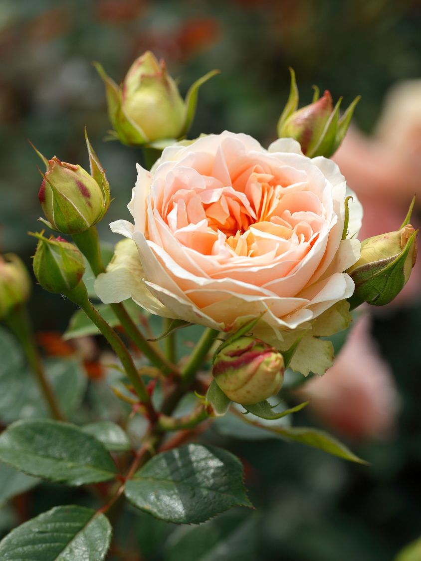 Strauchrose 'Matthias Claudius Rose' - Rosa 'Matthias Claudius Rose' ADR-Rose