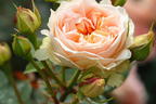 Strauchrose 'Matthias Claudius Rose' - Rosa 'Matthias Claudius Rose' ADR-Rose