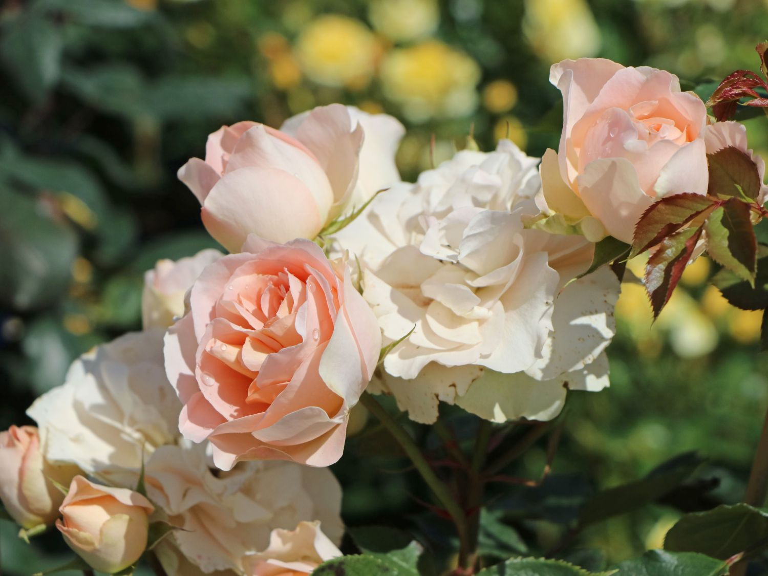 Strauchrose 'Matthias Claudius Rose'
