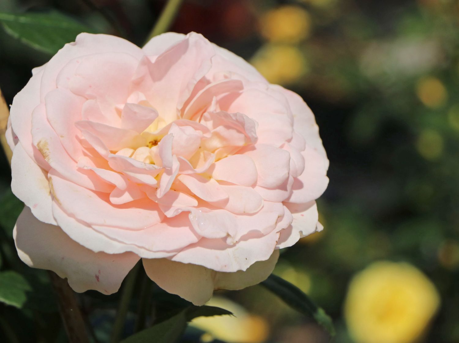 Strauchrose 'Matthias Claudius Rose' - Rosa 'Matthias Claudius Rose' ADR-Rose