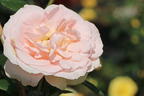 Strauchrose 'Matthias Claudius Rose' - Rosa 'Matthias Claudius Rose' ADR-Rose
