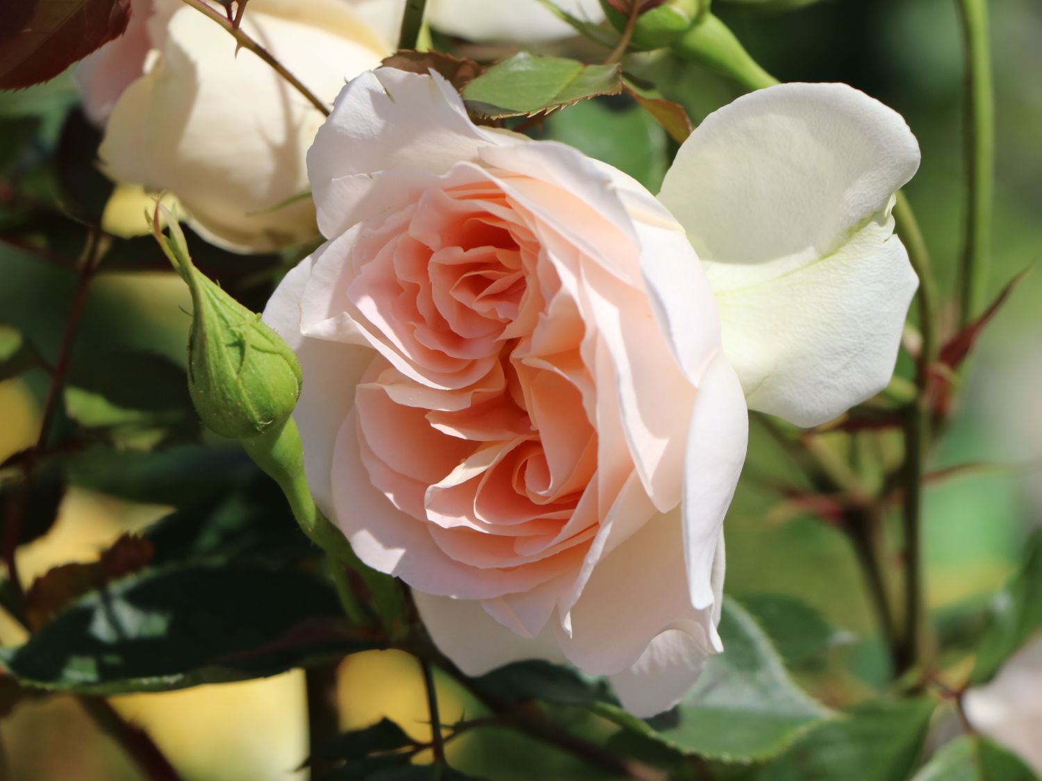 Strauchrose 'Matthias Claudius Rose' - Rosa 'Matthias Claudius Rose' ADR-Rose