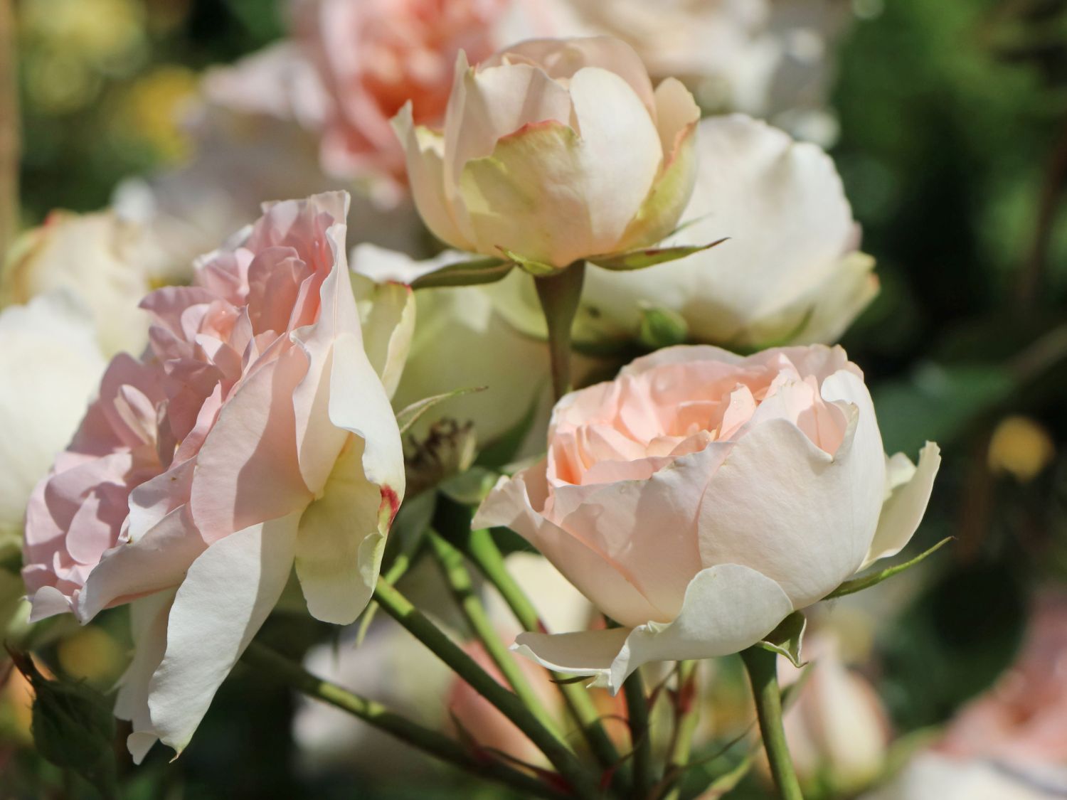 Strauchrose 'Matthias Claudius Rose' - Rosa 'Matthias Claudius Rose' ADR-Rose