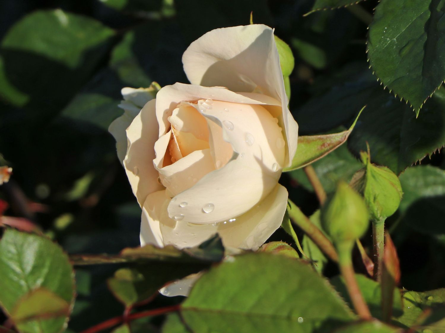 Strauchrose 'Matthias Claudius Rose' - Rosa 'Matthias Claudius Rose' ADR-Rose