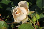 Strauchrose 'Matthias Claudius Rose' - Rosa 'Matthias Claudius Rose' ADR-Rose