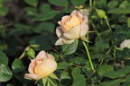 Strauchrose 'Matthias Claudius Rose' - Rosa 'Matthias Claudius Rose' ADR-Rose